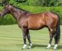 FRANKEL SIRES 100 GROUP WINNERS IN RECORD TIME