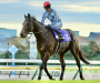 Japan Cup Review – Do Deuce wins it by a neck