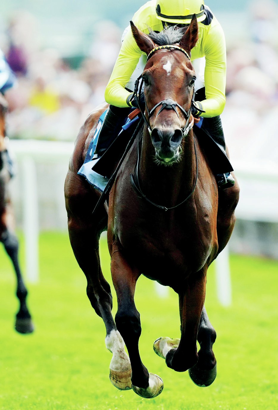 DERBY WINNER